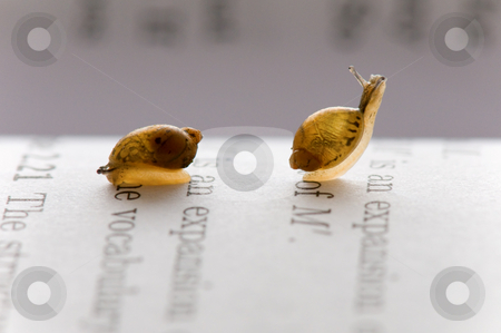 To use this stock image in your creative project, please select the size you need over to the right and click the "Add to Cart" button.
Your downloaded image will come with the Cutcaster watermark removed so don’t worry about the watermark you see on this page. Small snails stock photo, Two small snails moving over book chapter by Tito Wong