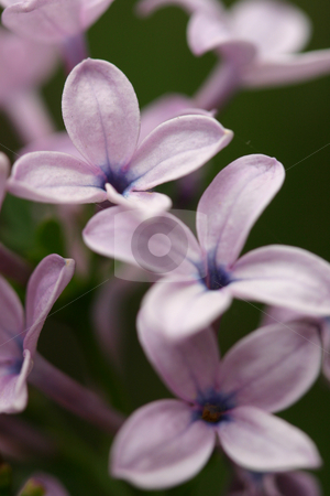 To use this stock image in your creative project, please select the size you need over to the right and click the "Add to Cart" button.
Your downloaded image will come with the Cutcaster watermark removed so don’t worry about the watermark you see on this page. Lilac closeup stock photo, Closeup of some of the flowers of a lilac cluster. Purple Lilacs are reminiscent of springtime, young love, grandparents, romantic poetry and other writings. Lilacs are from the family Oleaceae (olive family) Shallow dof. Top flower only in focus. by Leah-Anne Thompson
