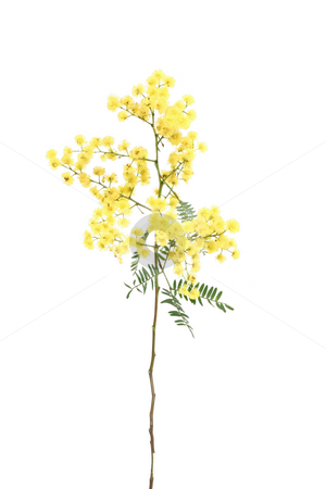 To use this stock image in your creative project, please select the size you need over to the right and click the "Add to Cart" button.
Your downloaded image will come with the Cutcaster watermark removed so don’t worry about the watermark you see on this page. Wattle stock photo, Specimen sprig of ornamental wattle, which has bright yellow globular inflorences and small green bipinnate fernlike leaflets. There are over 1000 species of wattle. Wattle is Australia's national flower. by Leah-Anne Thompson