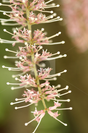 To use this stock image in your creative project, please select the size you need over to the right and click the "Add to Cart" button.
Your downloaded image will come with the Cutcaster watermark removed so don’t worry about the watermark you see on this page. Macadamia flower stock photo, Closeup of a macadamia flower. The flower cluster is a raceme with 200 or more flowers, that have no petals, but four petaloid sepals. Flowers are pink on M. tetraphylla and creamy white on M. integrifolia. Each flower has four stamens and a pistil with an ovary which contains two ovules. Nut development in macadamia from full flowering (anthesis) to kernel maturity takes about 30 weeks. Shallow dof to blur background. by Leah-Anne Thompson