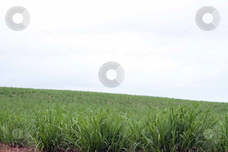 To use this stock image in your creative project, please select the size you need over to the right and click the "Add to Cart" button.
Your downloaded image will come with the Cutcaster watermark removed so don’t worry about the watermark you see on this page. Sugarcane field in Mauritius stock photo, Sugarcane, is any of six to thirty-seven species (depending on taxonomic system) of tall perennial grasses of the genus Saccharum (family Poaceae, tribe Andropogoneae). Native to warm temperate to tropical regions of India and Asia, they have stout, jointed, fibrous stalks that are rich in sugar, and measure two to six meters (six to nineteen feet) tall. All sugar cane species interbreed, and the major commercial cultivars are complex hybrids. by Gowtum Bachoo