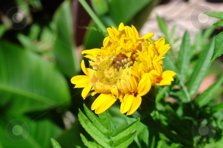 To use this stock image in your creative project, please select the size you need over to the right and click the "Add to Cart" button.
Your downloaded image will come with the Cutcaster watermark removed so don’t worry about the watermark you see on this page. Yellow flower stock photo, by Giancarlo Liguori