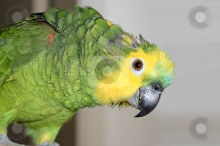 To use this stock image in your creative project, please select the size you need over to the right and click the "Add to Cart" button.
Your downloaded image will come with the Cutcaster watermark removed so don’t worry about the watermark you see on this page. Amazon parrot stock photo, by Giancarlo Liguori