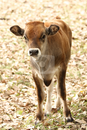 To use this stock image in your creative project, please select the size you need over to the right and click the "Add to Cart" button.
Your downloaded image will come with the Cutcaster watermark removed so don’t worry about the watermark you see on this page. Calf stock photo, A young curious calf looks at the photographer by ARPAD RADOCZY
