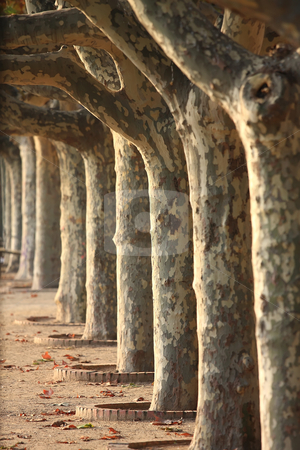 To use this stock image in your creative project, please select the size you need over to the right and click the "Add to Cart" button.
Your downloaded image will come with the Cutcaster watermark removed so don’t worry about the watermark you see on this page. Sycamore trees stock photo, A nice series sycamore trees by ARPAD RADOCZY
