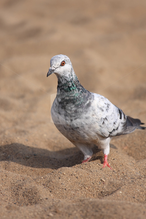 To use this stock image in your creative project, please select the size you need over to the right and click the "Add to Cart" button.
Your downloaded image will come with the Cutcaster watermark removed so don’t worry about the watermark you see on this page. Urban pigeon stock photo, A beautiful urban pigeon in the sand looking for food by ARPAD RADOCZY