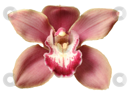To use this stock image in your creative project, please select the size you need over to the right and click the "Add to Cart" button.
Your downloaded image will come with the Cutcaster watermark removed so don’t worry about the watermark you see on this page. Orchids stock photo, Tropical flowers in the park