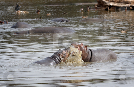 To use this stock image in your creative project, please select the size you need over to the right and click the "Add to Cart" button.
Your downloaded image will come with the Cutcaster watermark removed so don’t worry about the watermark you see on this page. Hippopotami - rivals. stock photo, Tournament hippos in the lake in the zoo. by Vladimir Blinov