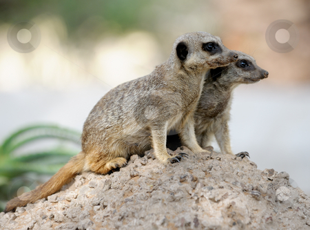 To use this stock image in your creative project, please select the size you need over to the right and click the "Add to Cart" button.
Your downloaded image will come with the Cutcaster watermark removed so don’t worry about the watermark you see on this page. Suricata stock photo, Suricata, small carnivorous mammals, a pair of observers around the hole in the zoo. by Vladimir Blinov
