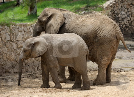 To use this stock image in your creative project, please select the size you need over to the right and click the "Add to Cart" button.
Your downloaded image will come with the Cutcaster watermark removed so don’t worry about the watermark you see on this page. Elephant stock photo, The largest land animal in the zoo by Vladimir Blinov