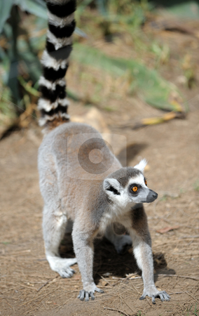 To use this stock image in your creative project, please select the size you need over to the right and click the "Add to Cart" button.
Your downloaded image will come with the Cutcaster watermark removed so don’t worry about the watermark you see on this page. Lemurs stock photo, Lemurs and their baby in the zoo. by Vladimir Blinov