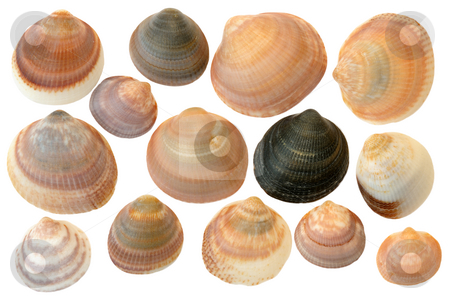 To use this stock image in your creative project, please select the size you need over to the right and click the "Add to Cart" button.
Your downloaded image will come with the Cutcaster watermark removed so don’t worry about the watermark you see on this page.
Seashells stock photo, Different sea shells on a white background by Vladimir Blinov