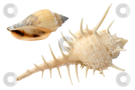 To use this stock image in your creative project, please select the size you need over to the right and click the "Add to Cart" button.
Your downloaded image will come with the Cutcaster watermark removed so don’t worry about the watermark you see on this page. Seashells stock photo, Two different sea shells on a white background
shell, sea, clam, isolated, by Vladimir Blinov