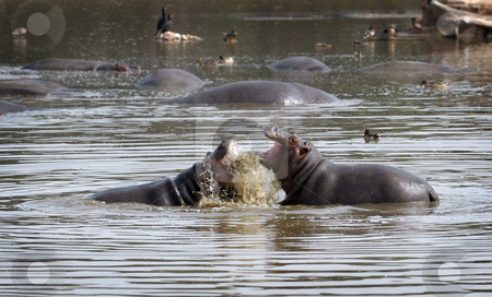 To use this stock image in your creative project, please select the size you need over to the right and click the "Add to Cart" button.
Your downloaded image will come with the Cutcaster watermark removed so don’t worry about the watermark you see on this page. Hippopotami - rivals. stock photo, Tournament hippos in the lake in the zoo. by Vladimir Blinov