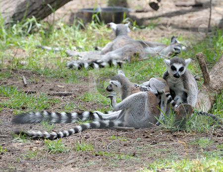 To use this stock image in your creative project, please select the size you need over to the right and click the "Add to Cart" button.
Your downloaded image will come with the Cutcaster watermark removed so don’t worry about the watermark you see on this page. Lemurs stock photo, Lemurs and their baby in the zoo. by Vladimir Blinov