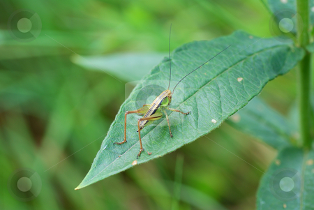 To use this stock image in your creative project, please select the size you need over to the right and click the "Add to Cart" button.
Your downloaded image will come with the Cutcaster watermark removed so don’t worry about the watermark you see on this page. Grasshopper stock photo, Young little grasshopper sitting on green leaf by Jolanta Dabrowska