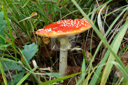 To use this stock image in your creative project, please select the size you need over to the right and click the "Add to Cart" button.
Your downloaded image will come with the Cutcaster watermark removed so don’t worry about the watermark you see on this page. Toadstool stock photo, Red spotted mushroom poisonous in the grass by Jolanta Dabrowska