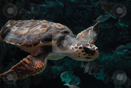 To use this stock image in your creative project, please select the size you need over to the right and click the "Add to Cart" button.
Your downloaded image will come with the Cutcaster watermark removed so don’t worry about the watermark you see on this page. Mortimer stock photo, A sea turtle wandering about an aquarium tank. by ALEX CHOW
