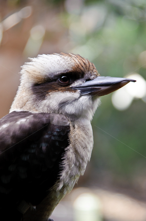 To use this stock image in your creative project, please select the size you need over to the right and click the "Add to Cart" button.
Your downloaded image will come with the Cutcaster watermark removed so don’t worry about the watermark you see on this page. Kookaburra stock photo, Close-up of a kookaburra standing still. by ALEX CHOW