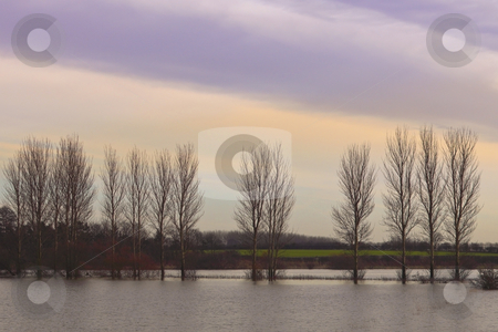 To use this stock image in your creative project, please select the size you need over to the right and click the "Add to Cart" button.
Your downloaded image will come with the Cutcaster watermark removed so don’t worry about the watermark you see on this page. Flooded poplars on a winters evening stock photo, A row of poplaes standing in the winter flood waters of the derwent valley in yorkshire by Mike Smith