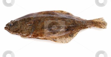 To use this stock image in your creative project, please select the size you need over to the right and click the "Add to Cart" button.
Your downloaded image will come with the Cutcaster watermark removed so don’t worry about the watermark you see on this page. Fish flounder stock photo, Fish flounder on white background by Nataliya Taratunina