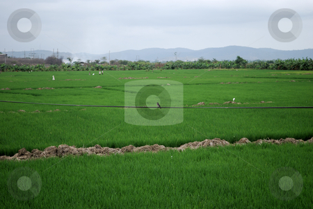 To use this stock image in your creative project, please select the size you need over to the right and click the "Add to Cart" button.
Your downloaded image will come with the Cutcaster watermark removed so don’t worry about the watermark you see on this page. Rice field stock photo, Green rice field by Nataliya Taratunina