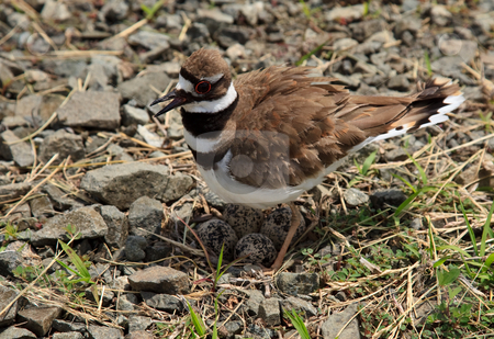 To use this stock image in your creative project, please select the size you need over to the right and click the "Add to Cart" button.
Your downloaded image will come with the Cutcaster watermark removed so don’t worry about the watermark you see on this page. Close-up of Killdeer bird by nest stock photo, Killdeer nest with four eggs in loose gravel by country road by Steven Heap