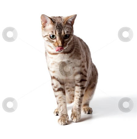 To use this stock image in your creative project, please select the size you need over to the right and click the "Add to Cart" button.
Your downloaded image will come with the Cutcaster watermark removed so don’t worry about the watermark you see on this page. Cream colored bengal tiger cat stock photo, Isolated cream bengal kitten licking its lips in anticipation of a meal by Steven Heap