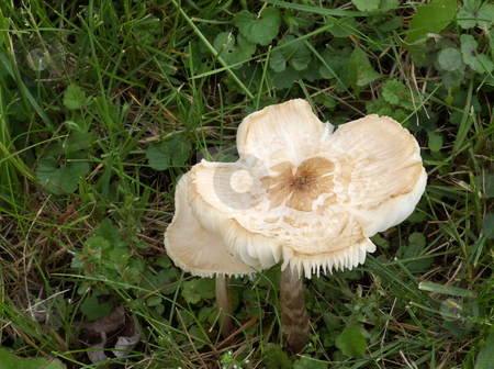 To use this stock image in your creative project, please select the size you need over to the right and click the "Add to Cart" button.
Your downloaded image will come with the Cutcaster watermark removed so don’t worry about the watermark you see on this page. White Mushroom stock photo, by Kathy Piper