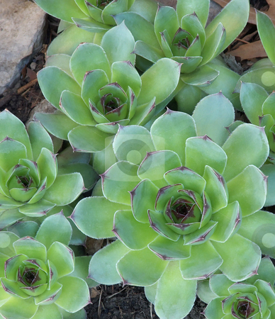 To use this stock image in your creative project, please select the size you need over to the right and click the "Add to Cart" button.
Your downloaded image will come with the Cutcaster watermark removed so don’t worry about the watermark you see on this page. Hen And Chicks stock photo, by Kathy Piper
