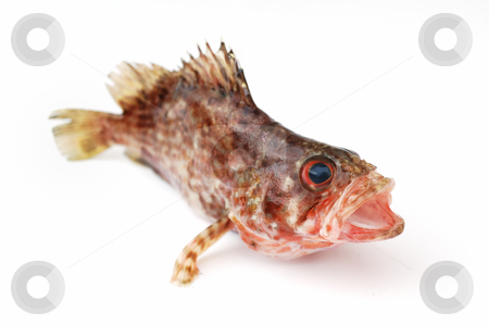 To use this stock image in your creative project, please select the size you need over to the right and click the "Add to Cart" button.
Your downloaded image will come with the Cutcaster watermark removed so don’t worry about the watermark you see on this page. Fresh fish stock photo, Fresh red fish on white background by Nataliya Taratunina