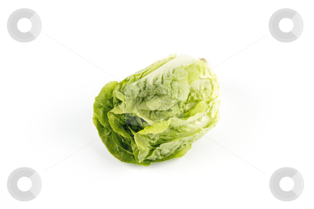 To use this stock image in your creative project, please select the size you need over to the right and click the "Add to Cart" button.
Your downloaded image will come with the Cutcaster watermark removed so don’t worry about the watermark you see on this page. Salad Lettace stock photo, Small single fresh green salad lettace on a reflective white background by Keith Wilson