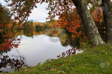 To use this stock image in your creative project, please select the size you need over to the right and click the "Add to Cart" button.
Your downloaded image will come with the Cutcaster watermark removed so don’t worry about the watermark you see on this page. New England Foliage stock photo, A gorgeous autumn scene with a lake and trees showing the bright colors of fall in New England. by Todd Arena
