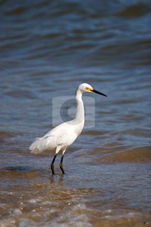 To use this stock image in your creative project, please select the size you need over to the right and click the "Add to Cart" button.
Your downloaded image will come with the Cutcaster watermark removed so don’t worry about the watermark you see on this page. Snowy Egret stock photo, A white snowy egret bird standing by the sea shore. by Todd Arena