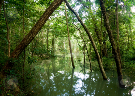 To use this stock image in your creative project, please select the size you need over to the right and click the "Add to Cart" button.
Your downloaded image will come with the Cutcaster watermark removed so don’t worry about the watermark you see on this page. Green flooded valley stock photo, Old tree trunks in a flooded valley after heavy rain showing very verdant conditions by Steven Heap