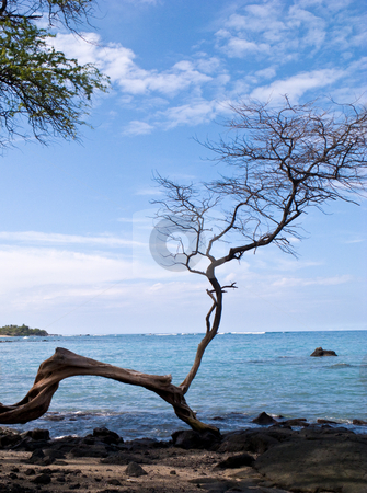 To use this stock image in your creative project, please select the size you need over to the right and click the "Add to Cart" button.
Your downloaded image will come with the Cutcaster watermark removed so don’t worry about the watermark you see on this page. Hawaiian beach framed by single gnarled tree stock photo, Hawaiian beach framed by single gnarled tree by Steven Heap