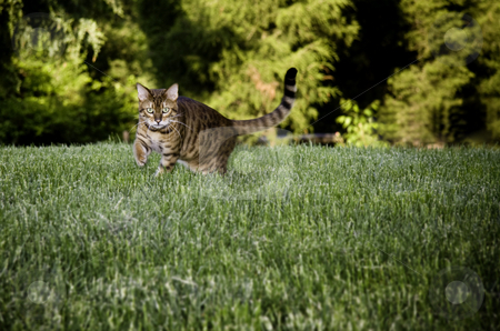 To use this stock image in your creative project, please select the size you need over to the right and click the "Add to Cart" button.
Your downloaded image will come with the Cutcaster watermark removed so don’t worry about the watermark you see on this page. Bengal Cat in grass stock photo, Bengal cat breed dramatically stalking the camera through the grass by Steven Heap