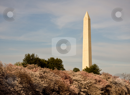To use this stock image in your creative project, please select the size you need over to the right and click the "Add to Cart" button.
Your downloaded image will come with the Cutcaster watermark removed so don’t worry about the watermark you see on this page. Cherry Blossom and Washington Monument stock photo, Washington Monument towering over Cherry Blossoms by Steven Heap