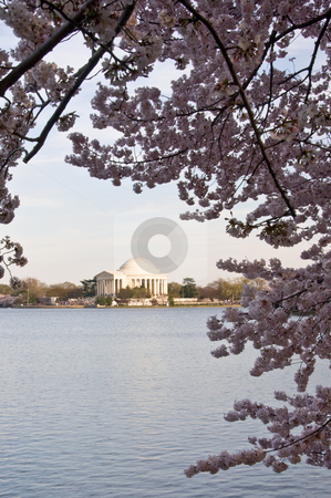 To use this stock image in your creative project, please select the size you need over to the right and click the "Add to Cart" button.
Your downloaded image will come with the Cutcaster watermark removed so don’t worry about the watermark you see on this page. Jefferson Memorial framed by Cherry Blossom over Tidal Basin stock photo, Jefferson Monument reflected in Tidal Basin and framed by cherry blossom trees by Steven Heap