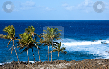 To use this stock image in your creative project, please select the size you need over to the right and click the "Add to Cart" button.
Your downloaded image will come with the Cutcaster watermark removed so don’t worry about the watermark you see on this page. Windswept palm trees by raging ocean stock photo, Windswept palm trees by raging ocean by Steven Heap