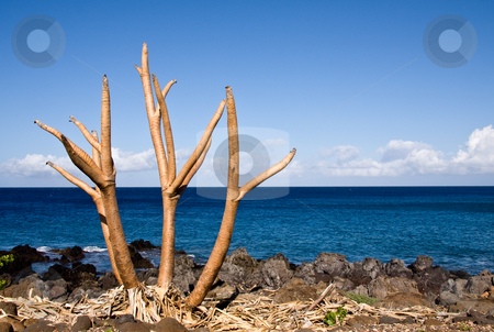 To use this stock image in your creative project, please select the size you need over to the right and click the "Add to Cart" button.
Your downloaded image will come with the Cutcaster watermark removed so don’t worry about the watermark you see on this page. Bare tree limbs by the ocean stock photo, Bare plant by the side of the ocean on Big Island of Hawaii by Steven Heap
