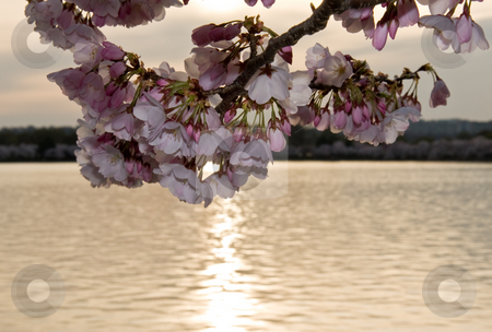 To use this stock image in your creative project, please select the size you need over to the right and click the "Add to Cart" button.
Your downloaded image will come with the Cutcaster watermark removed so don’t worry about the watermark you see on this page. Cherry Blossom in front of sunset stock photo, Close up of cherry blossoms with a sunset behind over the water by Steven Heap