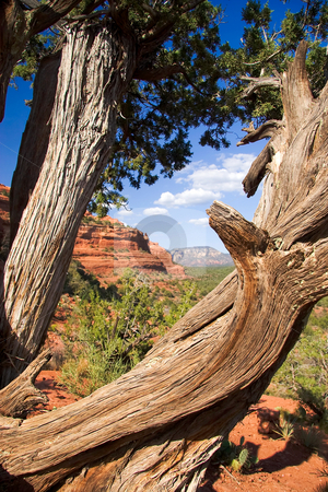 To use this stock image in your creative project, please select the size you need over to the right and click the "Add to Cart" button.
Your downloaded image will come with the Cutcaster watermark removed so don’t worry about the watermark you see on this page. Gnarled trunk frames Sedona Landscape stock photo, View of red rocks of Sedona through old gnarled trunk at Boynston Canyon by Steven Heap