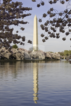 To use this stock image in your creative project, please select the size you need over to the right and click the "Add to Cart" button.
Your downloaded image will come with the Cutcaster watermark removed so don’t worry about the watermark you see on this page. Washington Monument framed with Cherry Blossoms stock photo, Cherry Blossoms framing the Washington Monument by Steven Heap