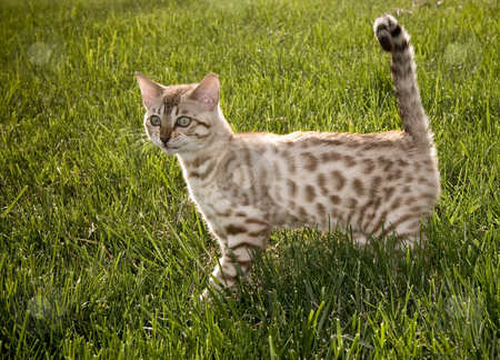 To use this stock image in your creative project, please select the size you need over to the right and click the "Add to Cart" button.
Your downloaded image will come with the Cutcaster watermark removed so don’t worry about the watermark you see on this page. Bengal Kitten smiling stock photo, Young Bengal kitten appearing to smile for the camera by Steven Heap