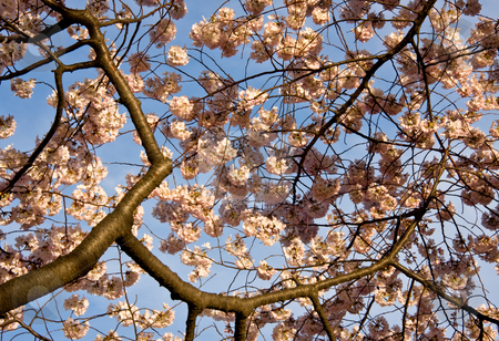 To use this stock image in your creative project, please select the size you need over to the right and click the "Add to Cart" button.
Your downloaded image will come with the Cutcaster watermark removed so don’t worry about the watermark you see on this page. Cherry Blossom Close Up stock photo, Close up of cherry blossoms with branches leading into the picture by Steven Heap