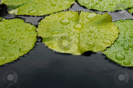 To use this stock image in your creative project, please select the size you need over to the right and click the "Add to Cart" button.
Your downloaded image will come with the Cutcaster watermark removed so don’t worry about the watermark you see on this page. Rain and lily pads stock photo, Drops of rain collected on the surface of lily pads, floating on the water by Gerry Daniel