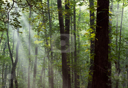 To use this stock image in your creative project, please select the size you need over to the right and click the "Add to Cart" button.
Your downloaded image will come with the Cutcaster watermark removed so don’t worry about the watermark you see on this page. Through the forest stock photo, Rays from the morning sun shining through the trees in the forest by Gerry Daniel