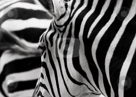 To use this stock image in your creative project, please select the size you need over to the right and click the "Add to Cart" button.
Your downloaded image will come with the Cutcaster watermark removed so don’t worry about the watermark you see on this page. Stripes stock photo, Contrasting stripes from the head and tail of two zebras by Gerry Daniel