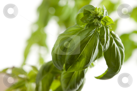 To use this stock image in your creative project, please select the size you need over to the right and click the "Add to Cart" button.
Your downloaded image will come with the Cutcaster watermark removed so don’t worry about the watermark you see on this page. Fresh Basil Plant Leaves and Sprout Abstract stock photo, Fresh Basil Plant Leaves and Sprout Abstract Growing on the Vine. by Andy Dean